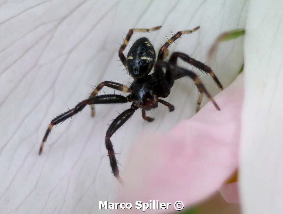 Synema globosum - Milano (MI)